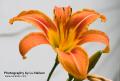 _IGP5866 tiger lily